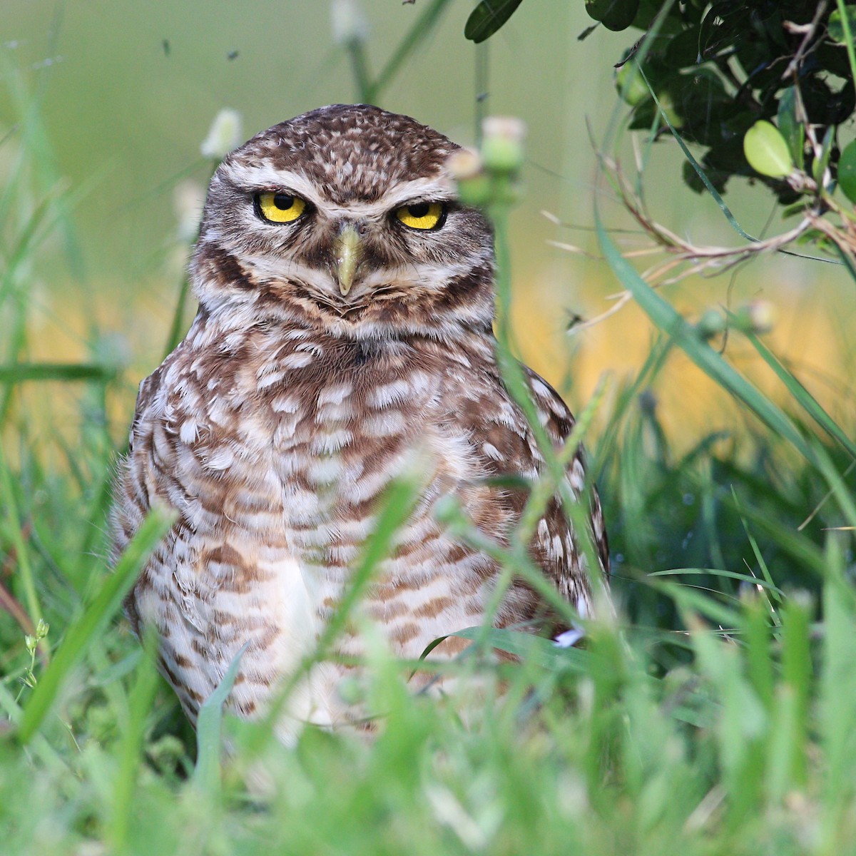 Burrowing Owl - ML613550838
