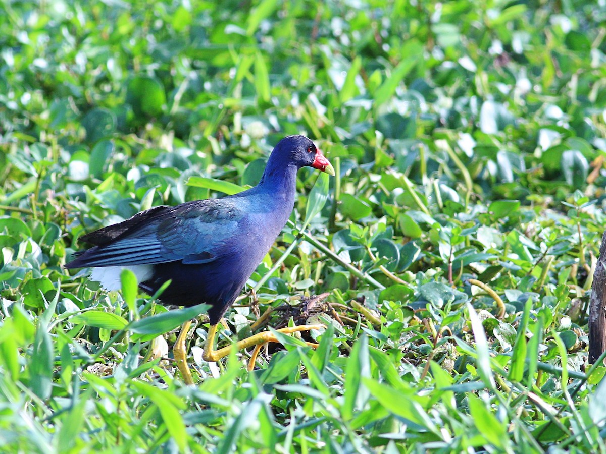 Purple Gallinule - Paulo Krieser