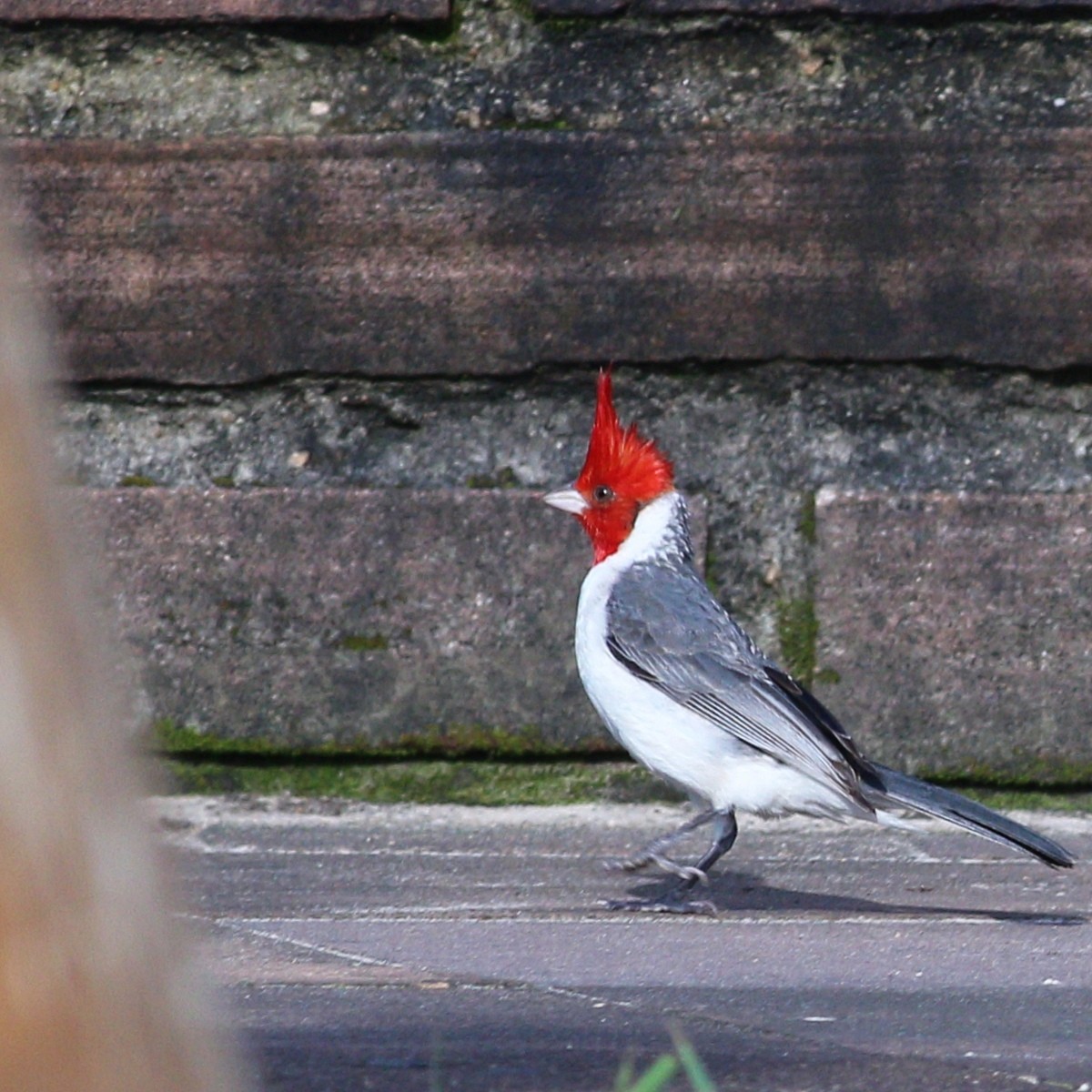 Red-crested Cardinal - ML613550878