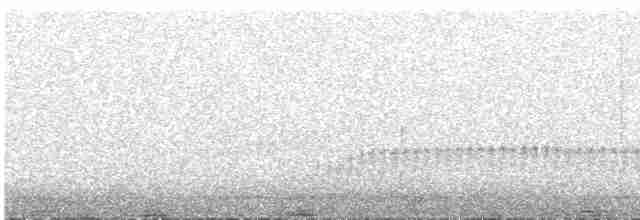 Землелаз світлочеревий - ML613550914