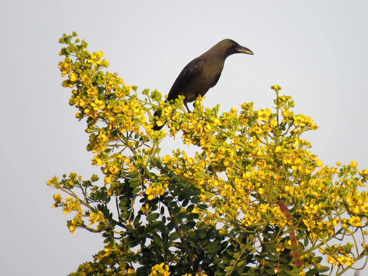 Large-billed Crow - ML613550921