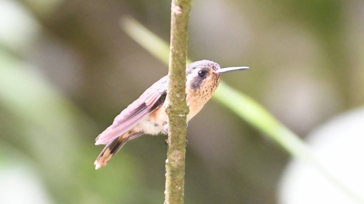 Speckled Hummingbird - ML613551046