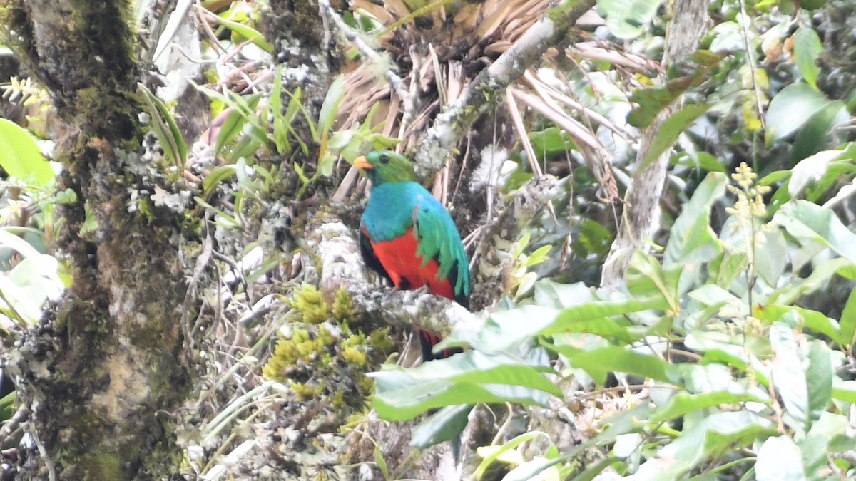 Quetzal Cabecidorado - ML613551052