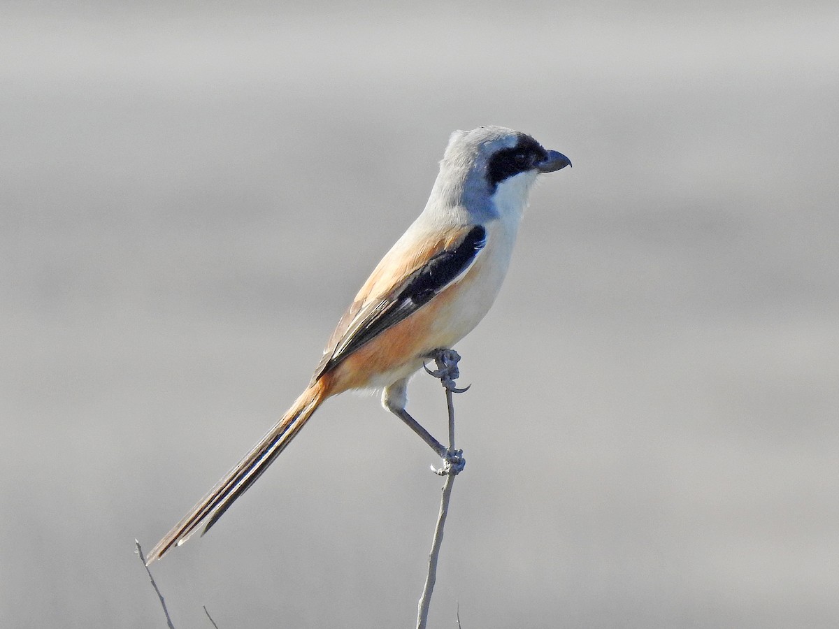 Long-tailed Shrike - Z.H. Li