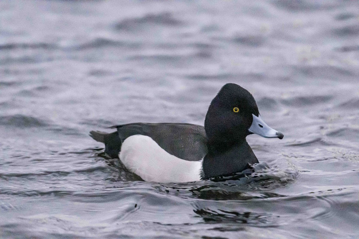 Porrón Acollarado x Bastardo/Bola (híbrido) - eBird