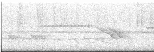 Band-tailed Manakin - ML613551716
