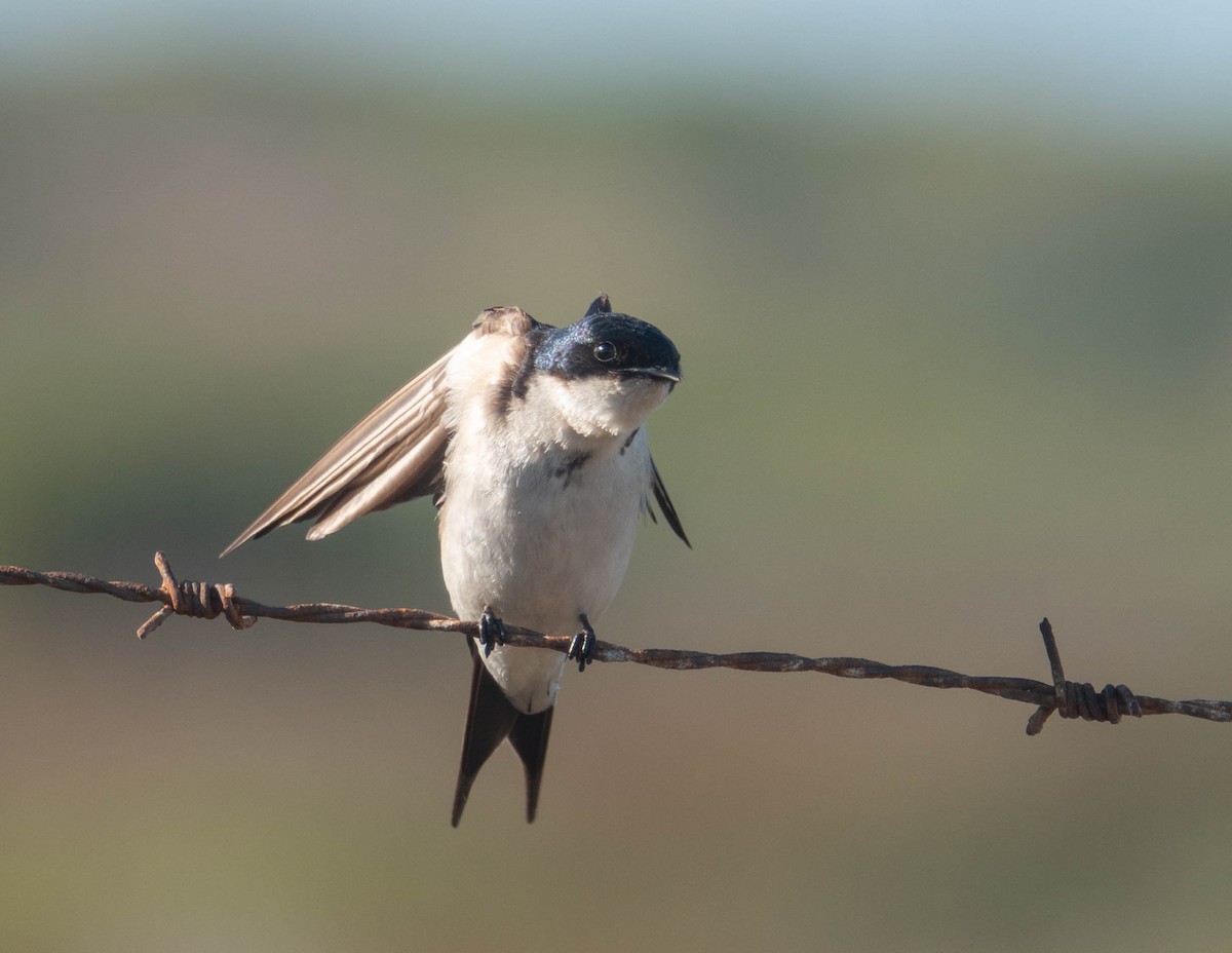 Pearl-breasted Swallow - ML613551920