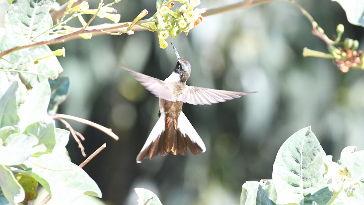 kolibřík výšinový - ML613552068