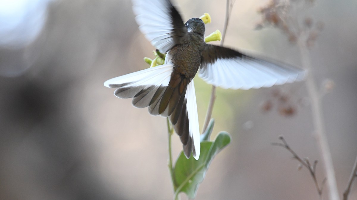 kolibřík výšinový - ML613552074