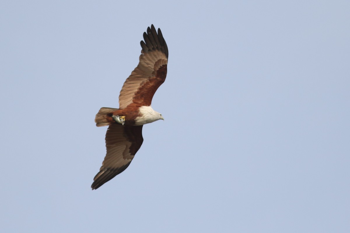 Brahminy Kite at Khok Kham--Bird Center vicinity by Jonathan Pap