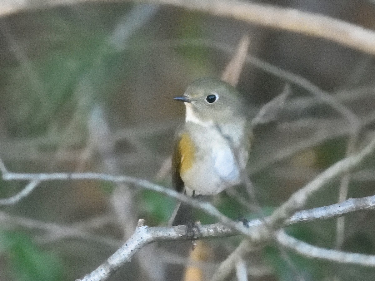 Red-flanked Bluetail - ML613552316