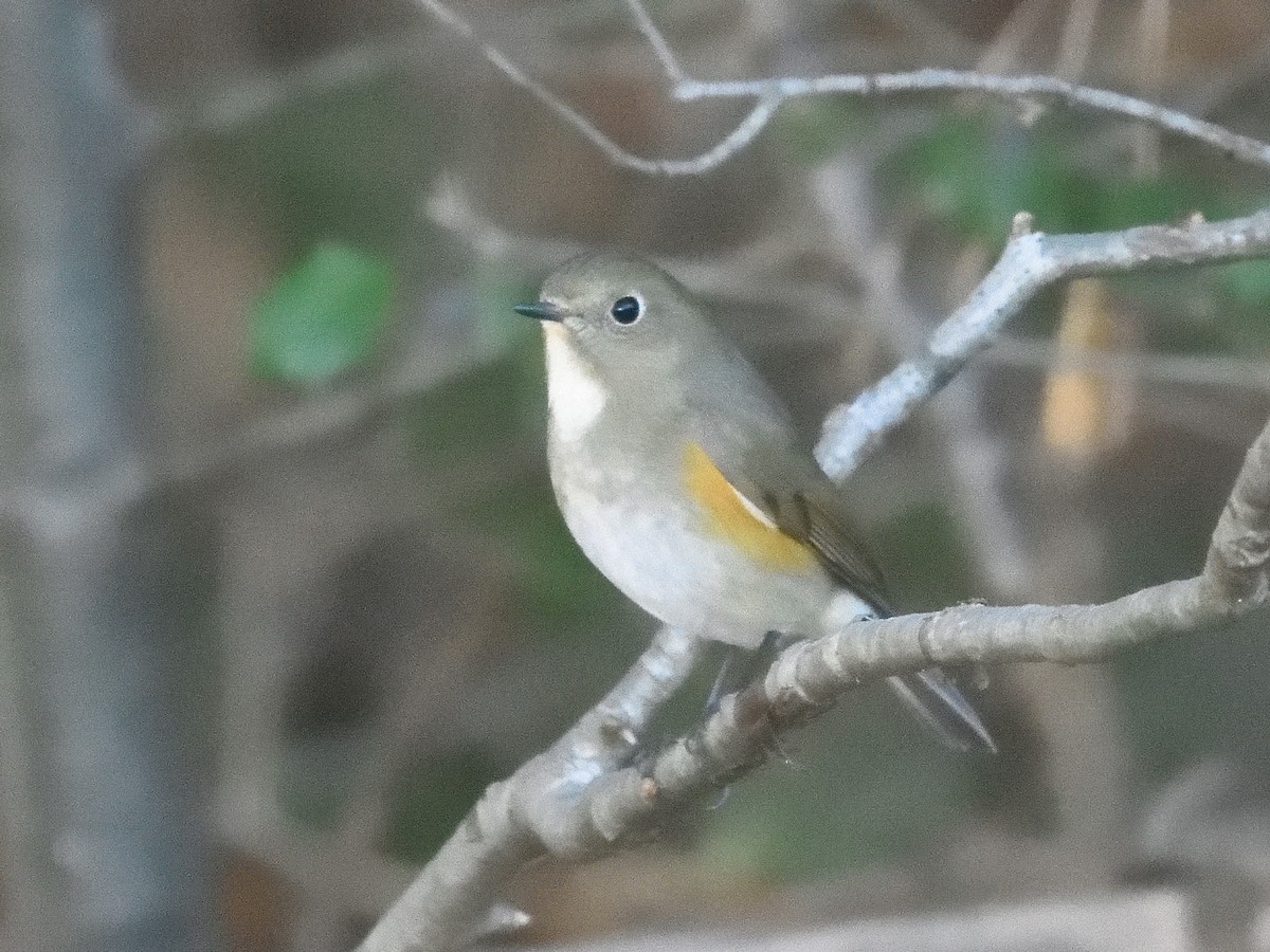 Red-flanked Bluetail - ML613552317
