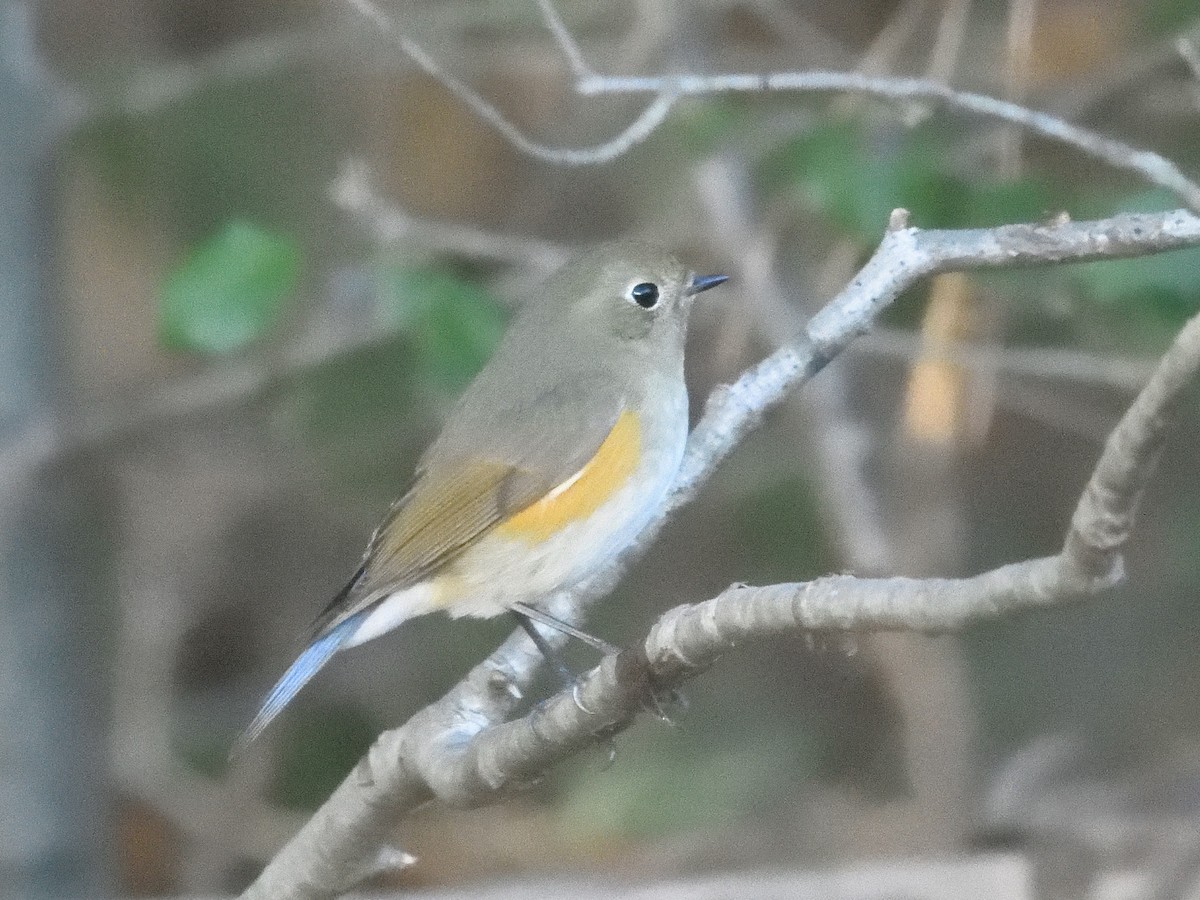 Red-flanked Bluetail - ML613552318
