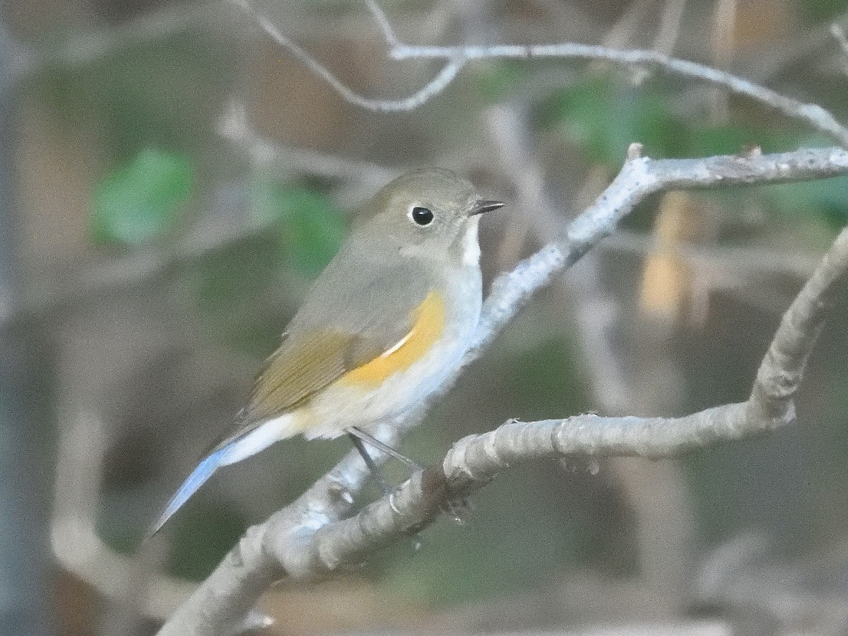 Red-flanked Bluetail - ML613552319