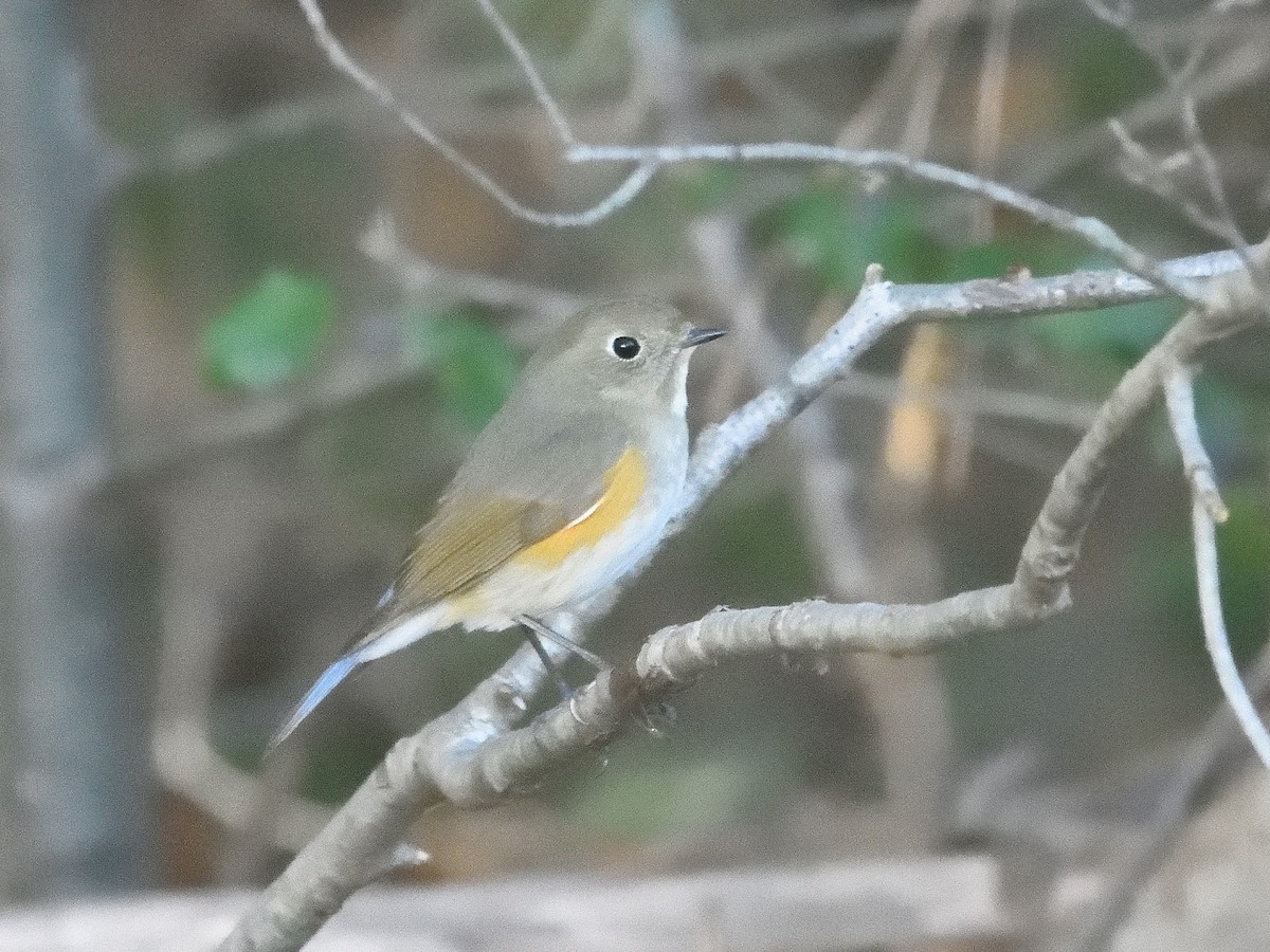 Red-flanked Bluetail - ML613552320