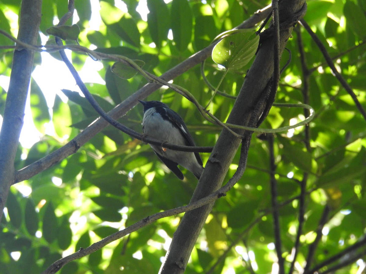 Black-throated Blue Warbler - ML613552769
