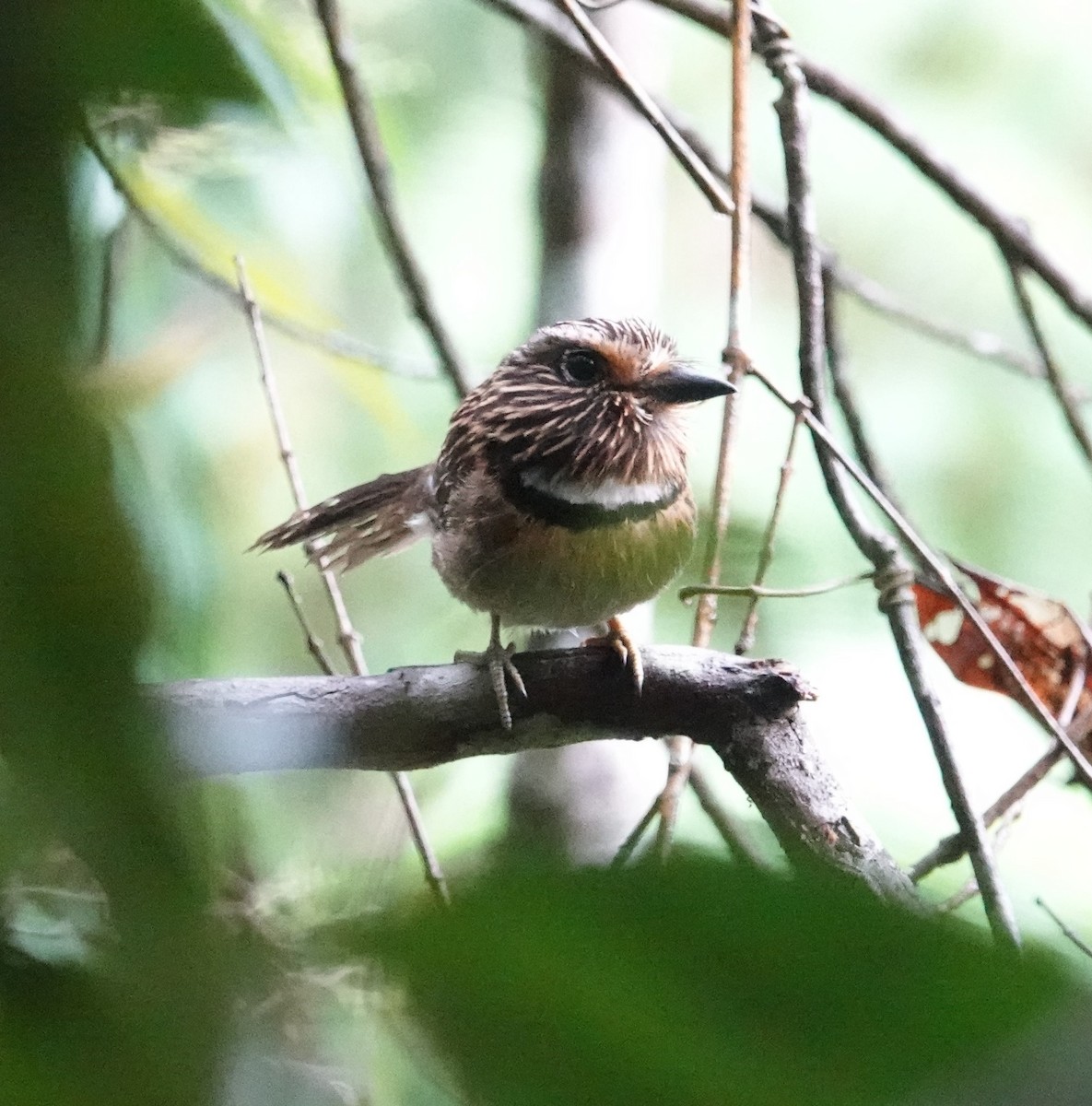 Crescent-chested Puffbird (Greater) - ML613552817