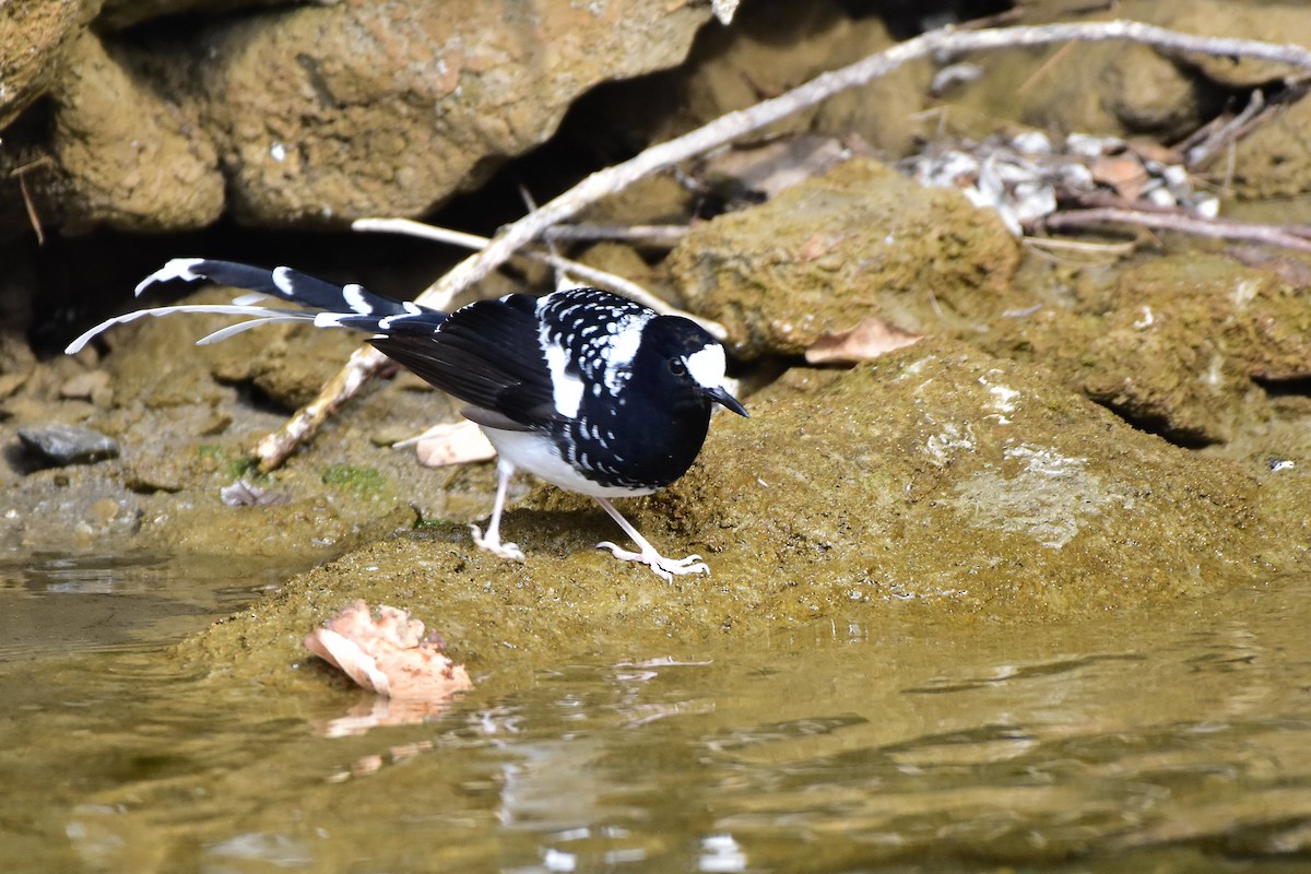Spotted Forktail - ML613552912