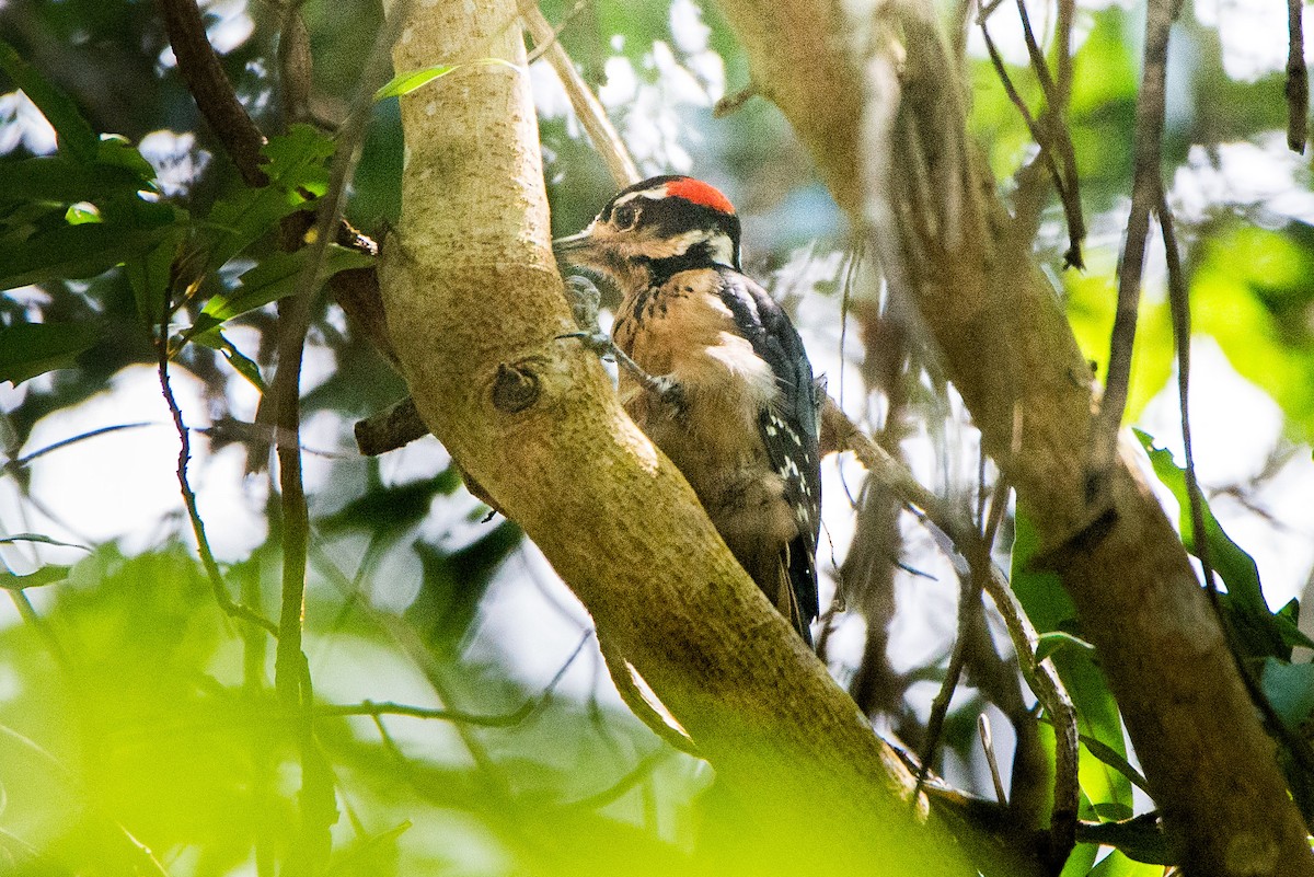 Hairy Woodpecker - ML613552952
