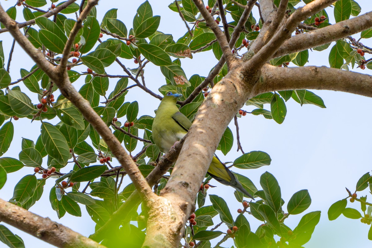 Yellow-vented Green-Pigeon - ML613553024