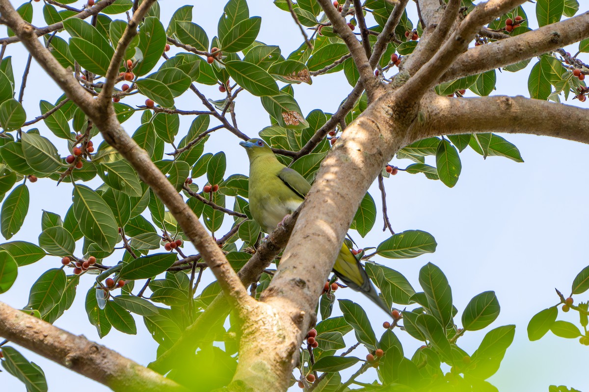 Yellow-vented Green-Pigeon - ML613553025
