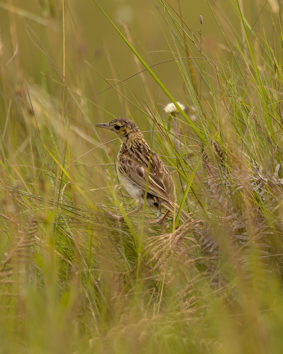 Ochre-breasted Pipit - Leandro Paiva