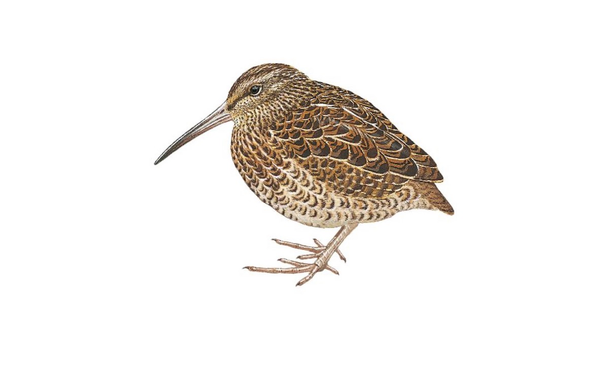 South Island Snipe - Coenocorypha iredalei - Birds of the World