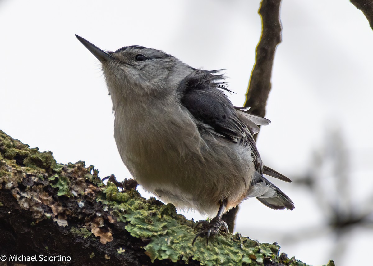 White-breasted Nuthatch - ML613553225