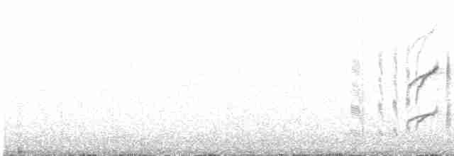 Атакамская трясохвостка - ML613553243