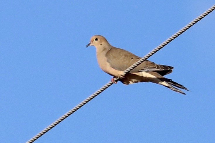 Mourning Dove - JoAnn Dalley