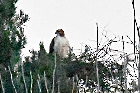 New York Breeding Bird Atlas Checklist - 15 Jan 2024 - Braddock Bay ...