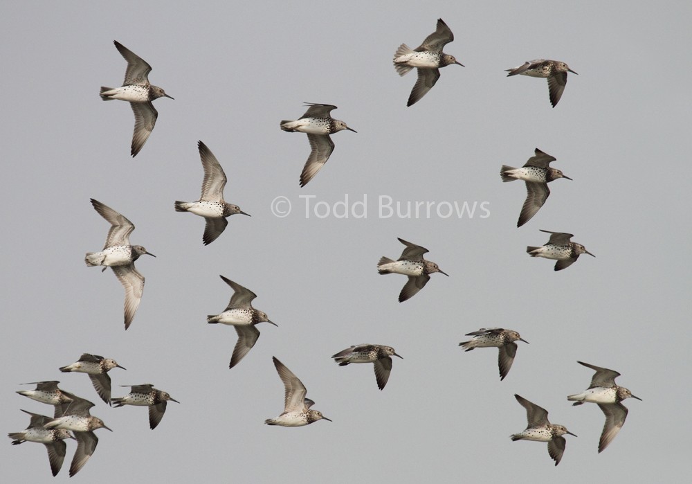Great Knot - Todd Burrows