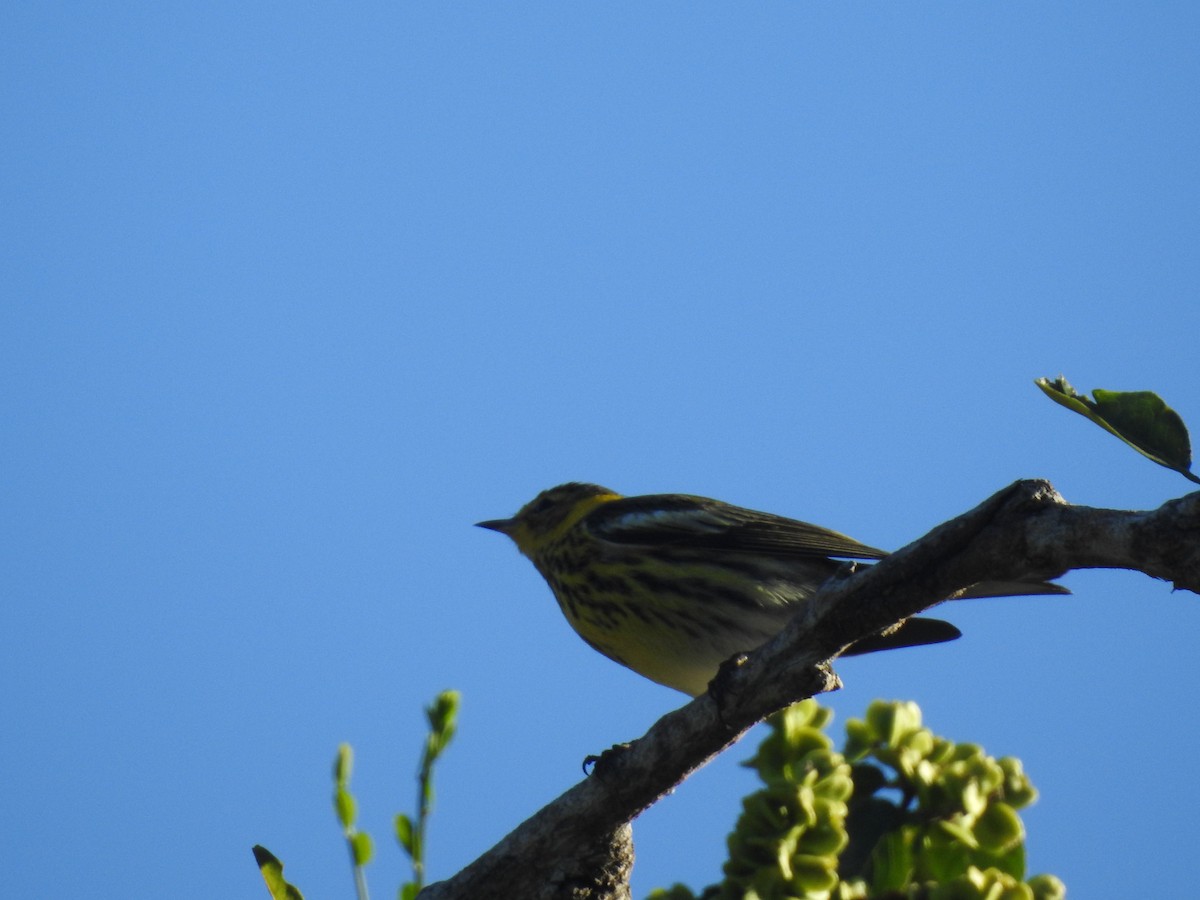 Cape May Warbler - ML613553517