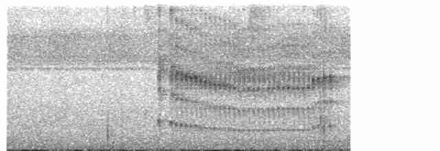 Todirostre noir et blanc - ML613553651