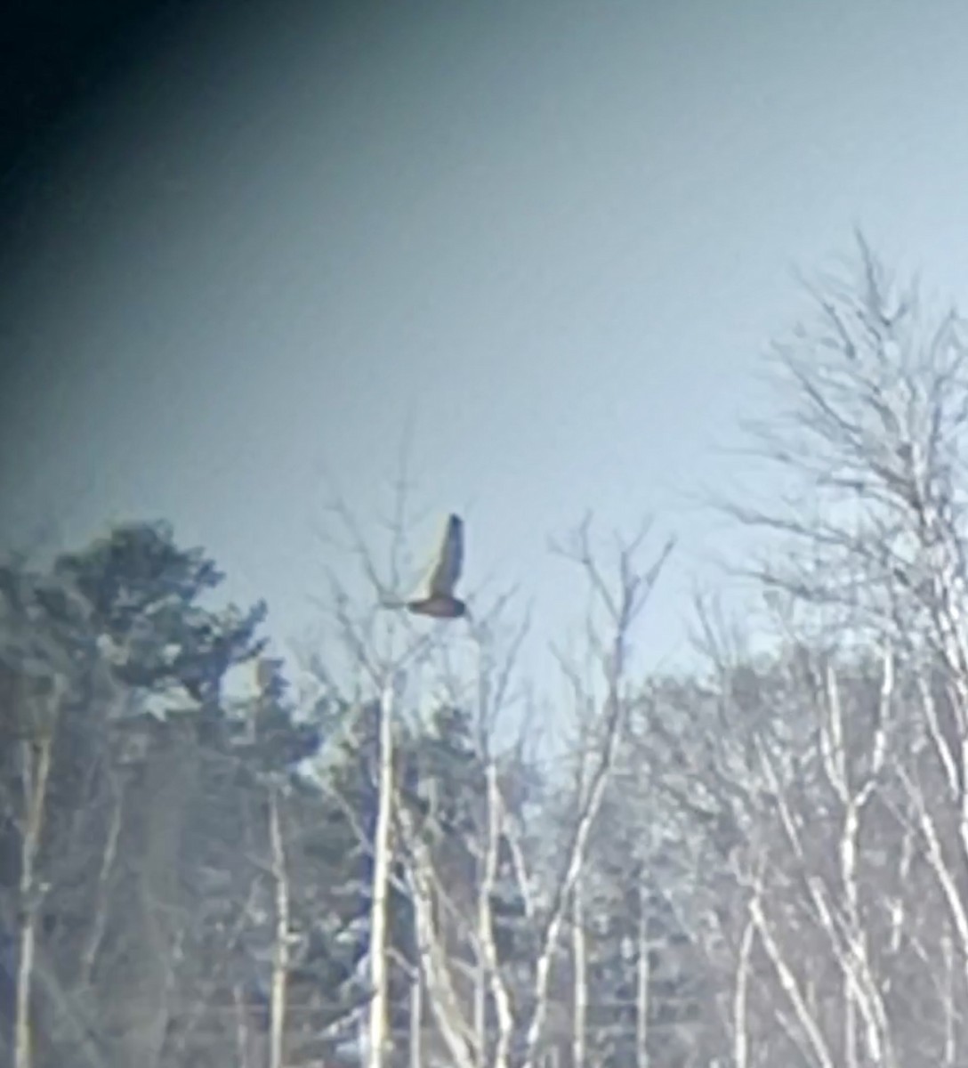 EBird Checklist 15 Jan 2024 S Pennsylvania Ave 5 Species   1200