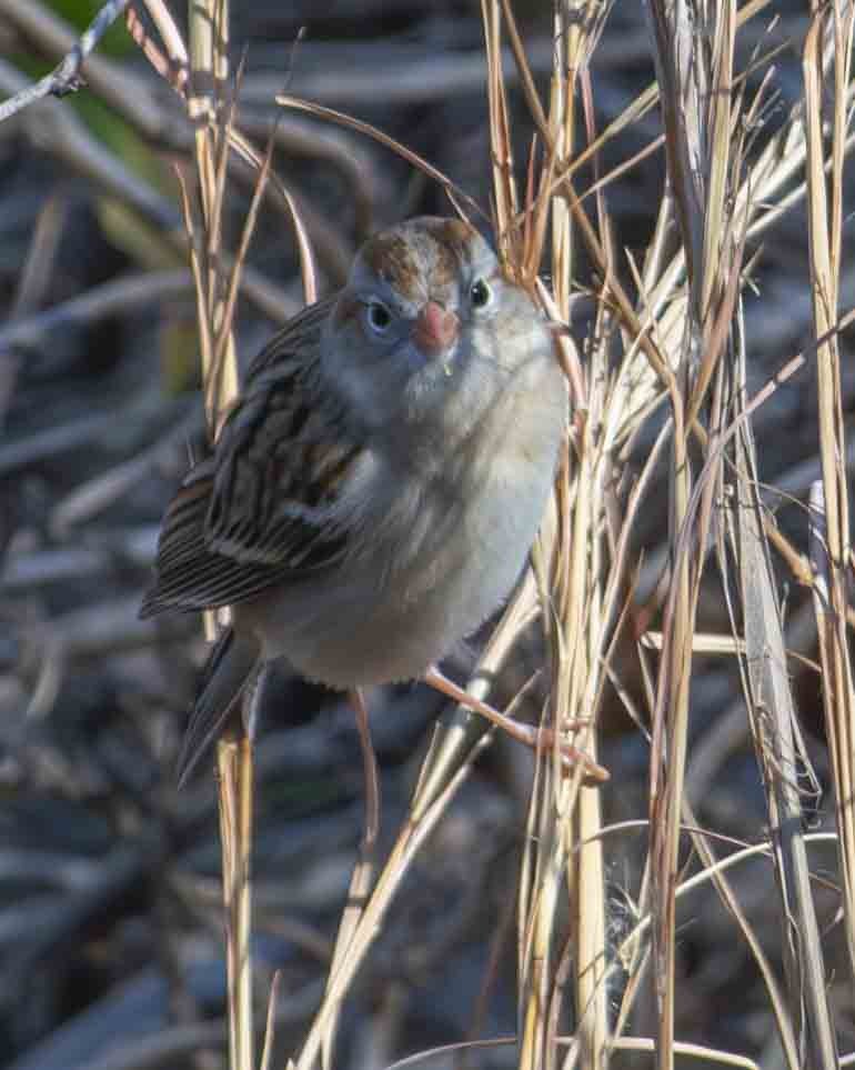 Field Sparrow - ML613553977