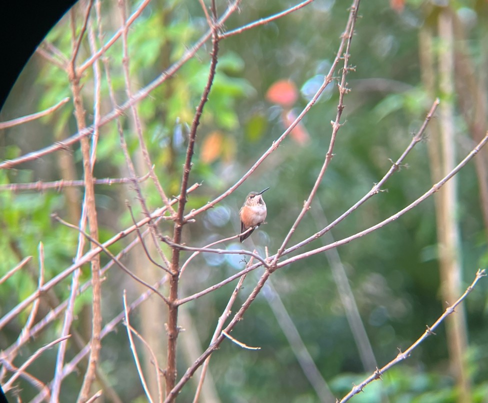Rufous Hummingbird - ML613553994