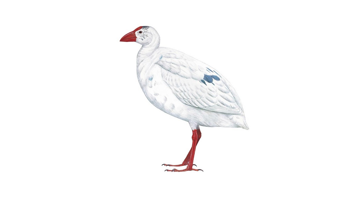 Lord Howe Swamphen Porphyrio albus Birds of the World