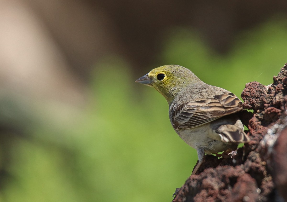 Cinereous Bunting (Gray-bellied) - ML613554099