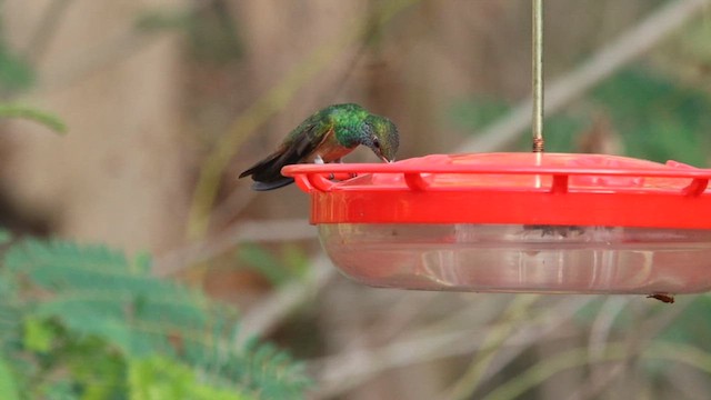 Buff-bellied Hummingbird - ML613554131