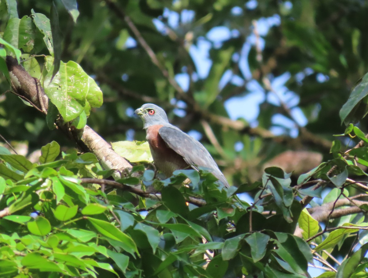 Double-toothed Kite - ML613554132