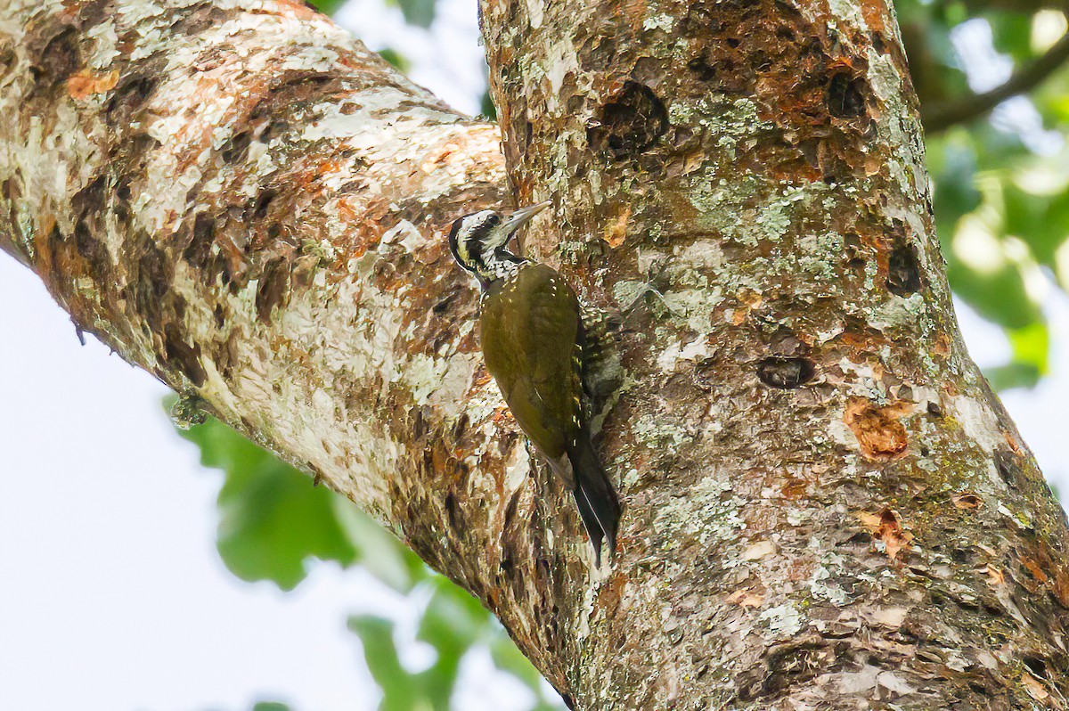 Golden-crowned Woodpecker - ML613554245
