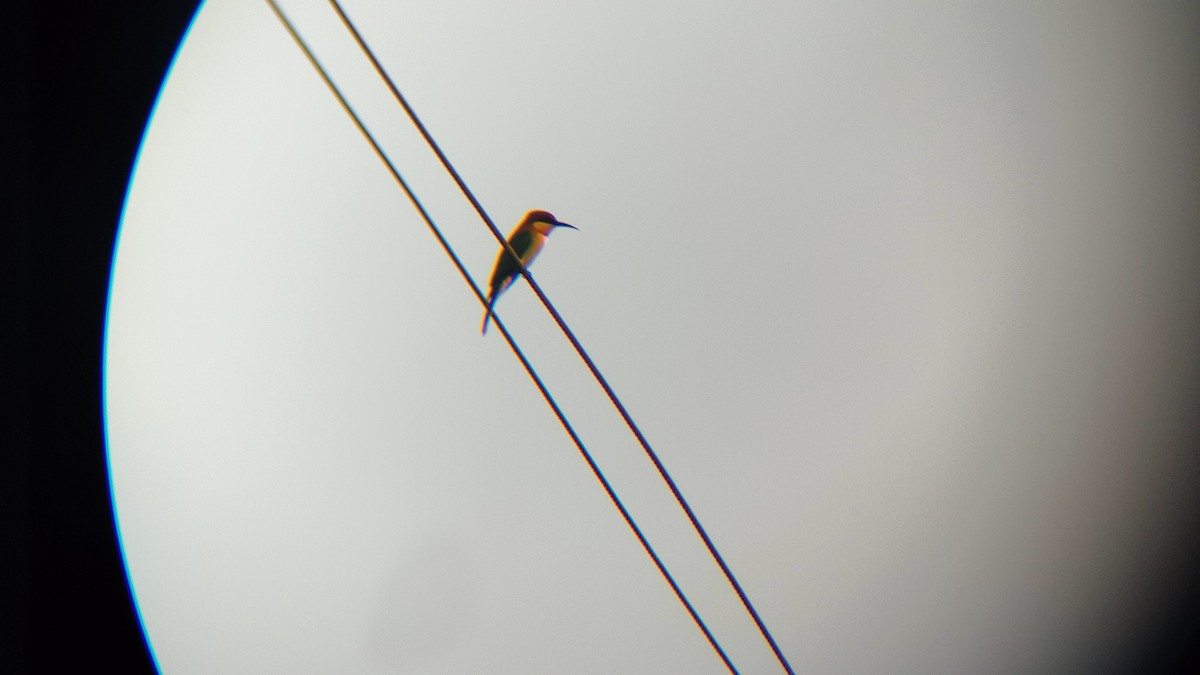 Chestnut-headed Bee-eater - ML613554284