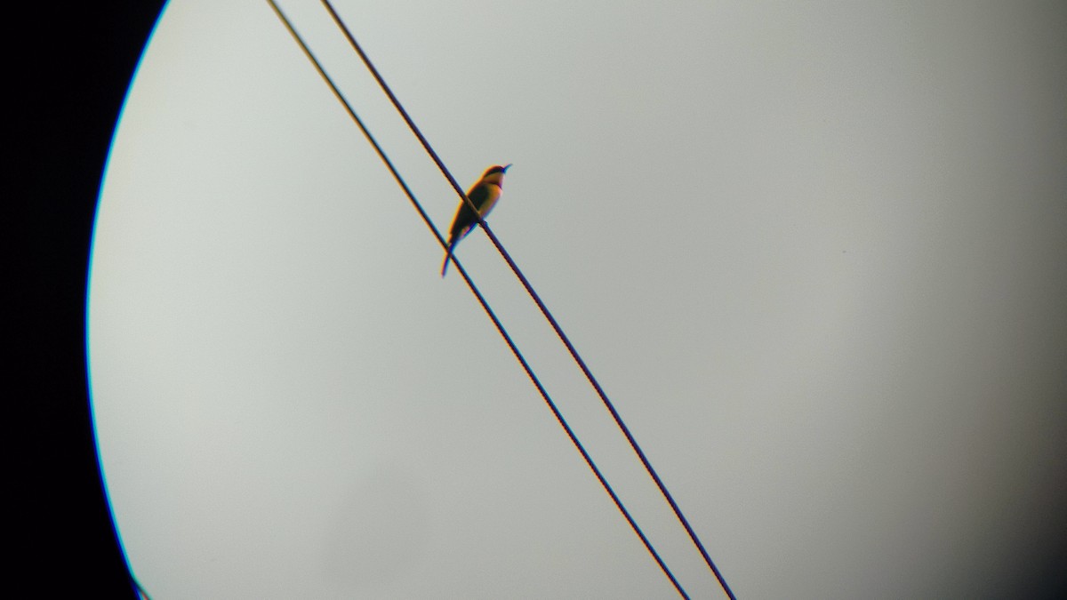 Chestnut-headed Bee-eater - ML613554285