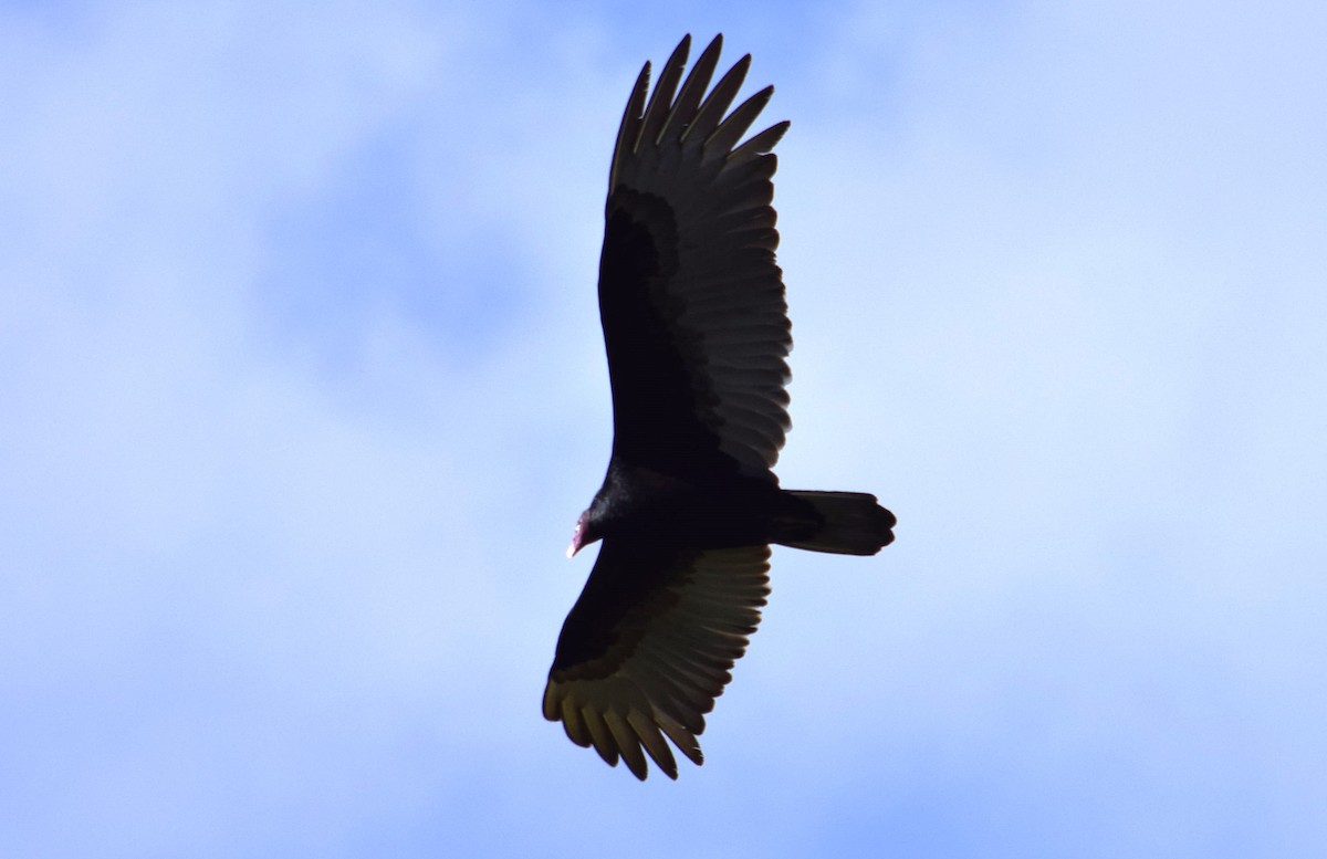 Turkey Vulture - ML613554790