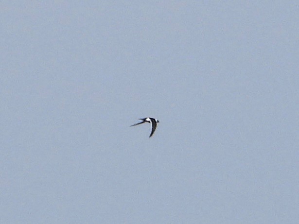 Great Swallow-tailed Swift - ML613555044
