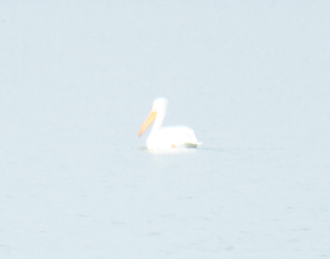 American White Pelican - ML613555464