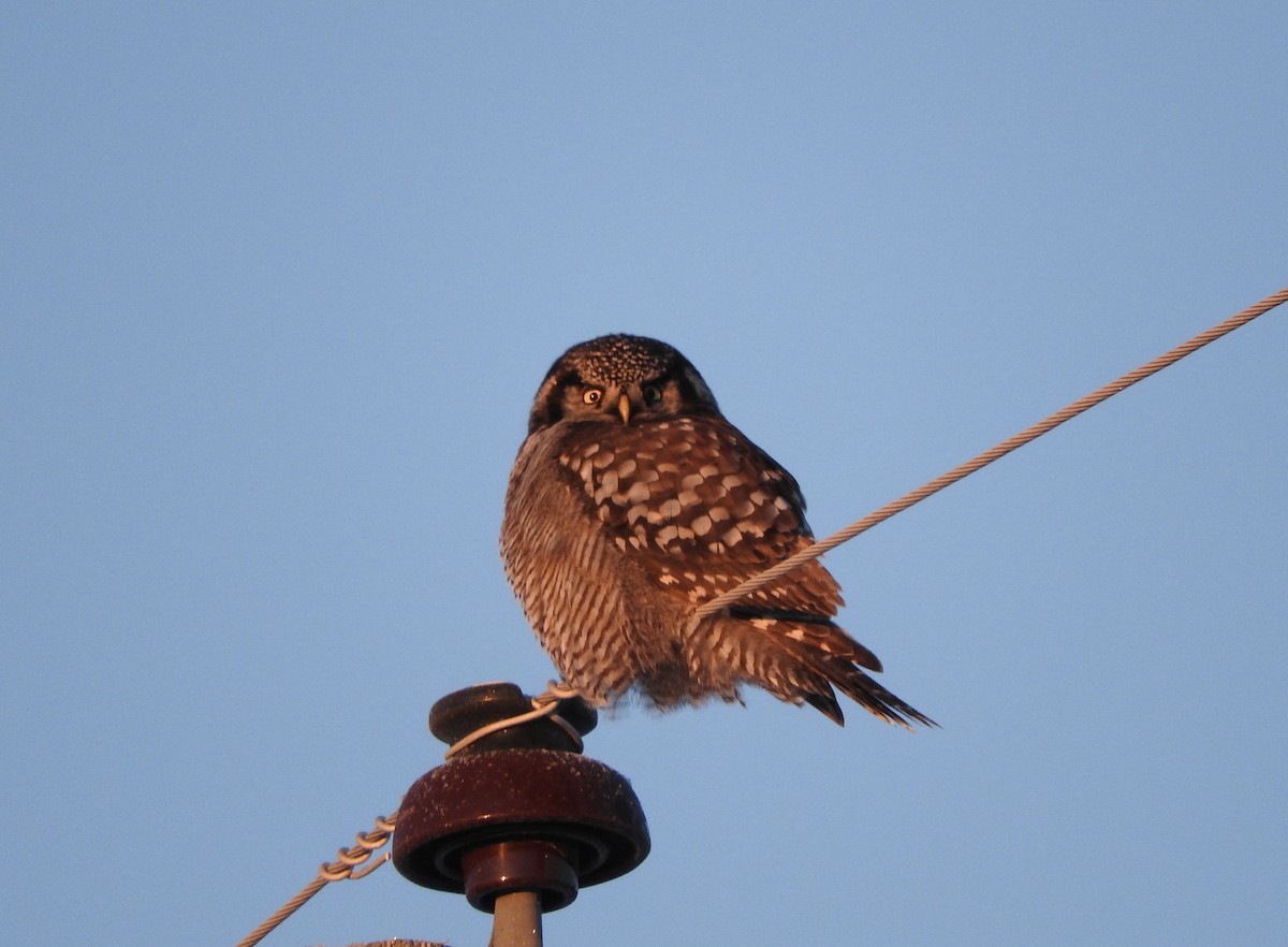Northern Hawk Owl - Ruth Fogler