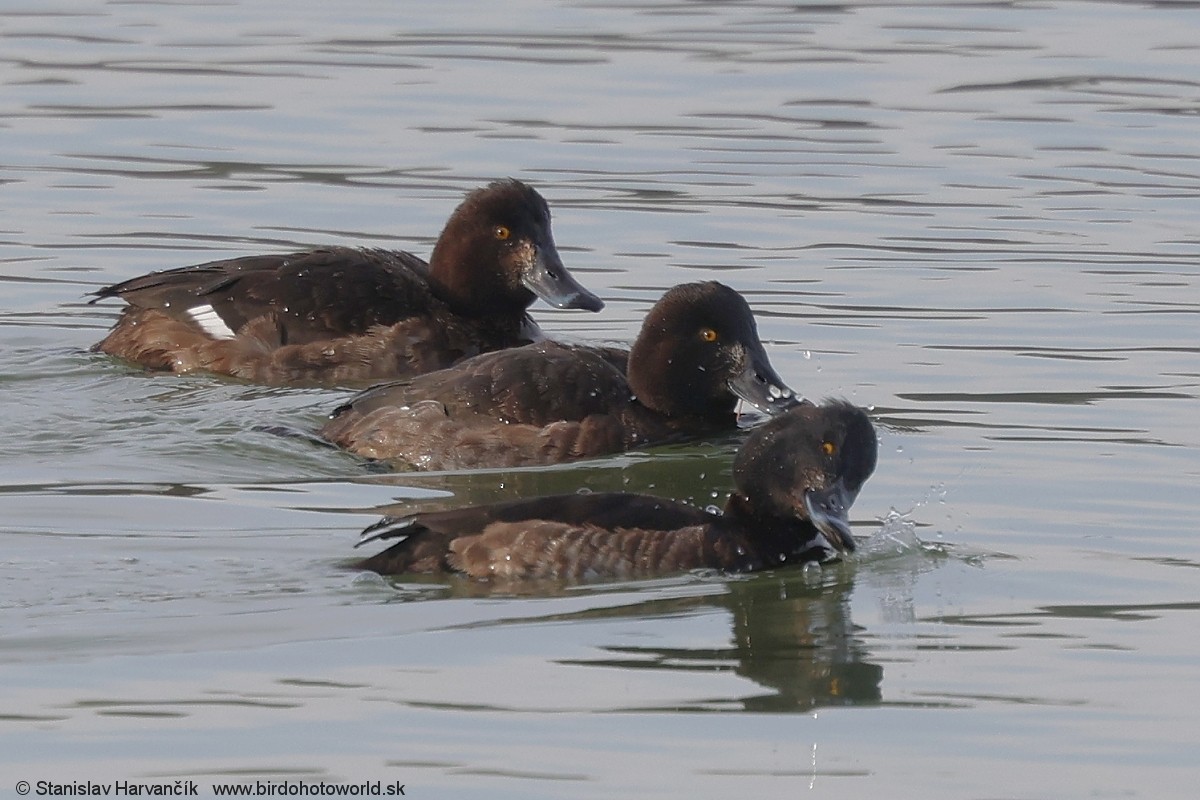 Tufted Duck - ML613555855