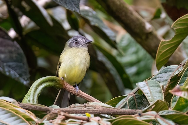 Slaty-capped Flycatcher